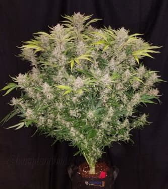 C4-Matic > Fast Buds Company | Autoflowering Cannabis   |  Indica