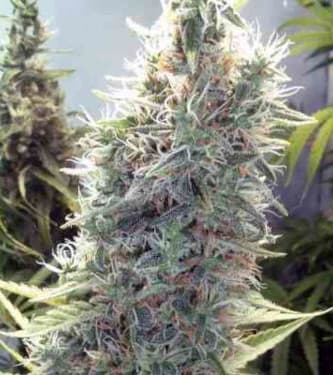 C99 > Female Seeds | Feminized Marijuana   |  Sativa