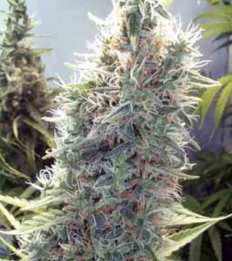 C99 > Female Seeds | Semillas feminizadas  |  Sativa