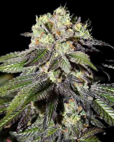 Caboose > Strain Hunters Seed Bank | Feminized Marijuana   |  Indica