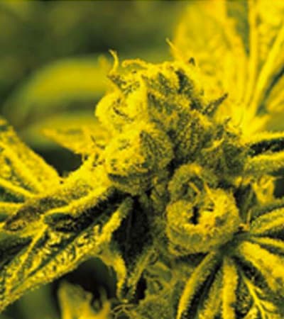 Cafe Racer > Blim Burn Seeds | Feminisierte Hanfsamen  |  Sativa