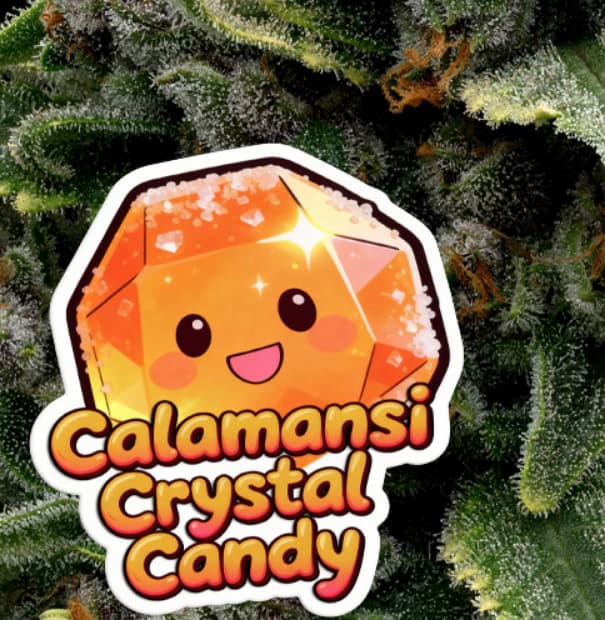Calamansi Crystal Candy semilla > Anesia Seeds | Semillas feminizadas  |  Índica