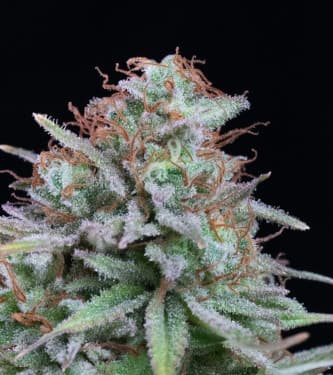 Cali Deli > Hypno seeds | Feminized Marijuana   |  Sativa