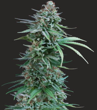 Cali Deli > Hypno seeds | Graines Féminisées  |  Sativa