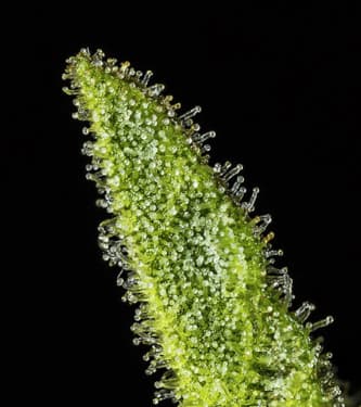 Cali Deli > Hypno seeds | Feminized Marijuana   |  Sativa