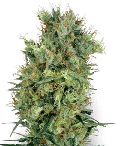 Cali Orange Bud > White Label Seeds | Regular Marijuana   |  Hybrid