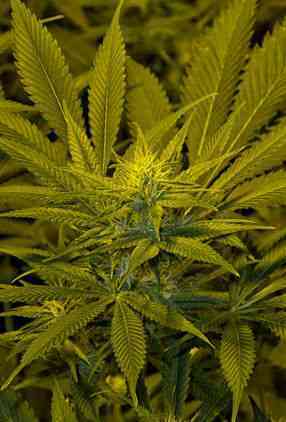 California Dream > Mandala Seeds | Feminized Marijuana   |  hybrid