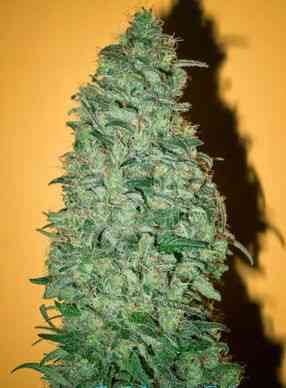 California Dream > Mandala Seeds | Feminized Marijuana   |  hybrid