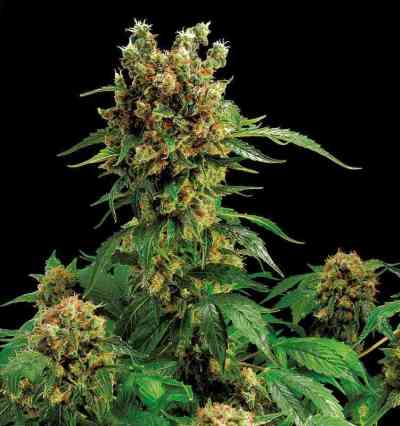 California Hash Plant > Dinafem Seeds