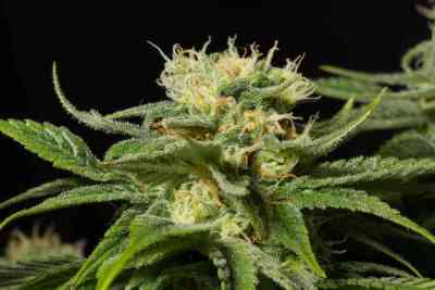 California Hash Plant > Dinafem Seeds | Semillas feminizadas  |  Índica