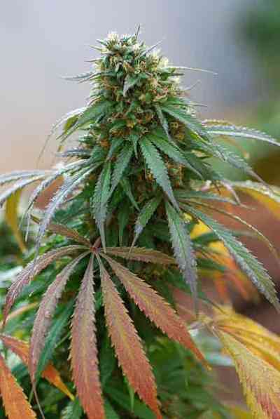 California Hash Plant > Dinafem Seeds | Feminisierte Hanfsamen  |  Indica