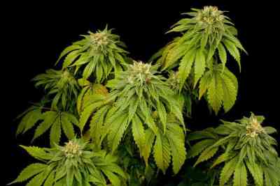 California Hash Plant > Dinafem Seeds | Feminisierte Hanfsamen  |  Indica