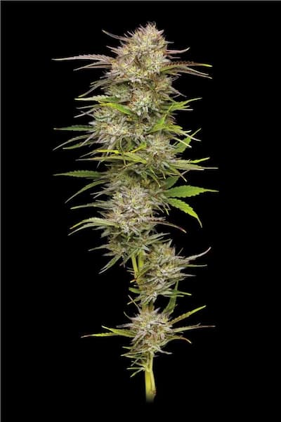 California Haze > Humboldt Seed Company | Graines Féminisées  |  Sativa