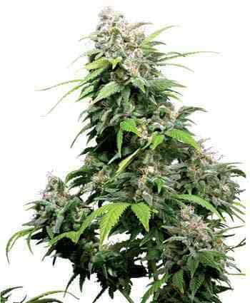 California Indica > Sensi Seeds | Feminized Marijuana   |  hybrid