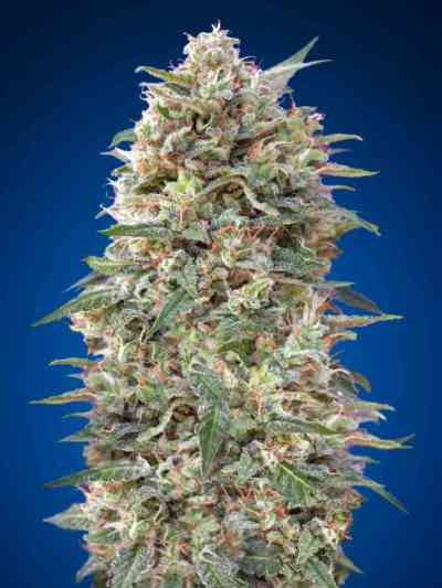 California Kush > 00 Seeds Bank | Feminisierte Hanfsamen  |  Indica