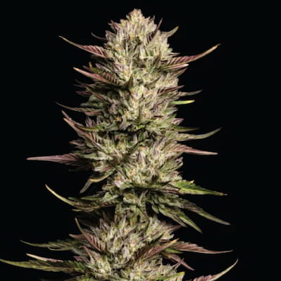 California Octane Triploid Samen > Humboldt Seed Company | Feminisierte Hanfsamen  |  Hybrid