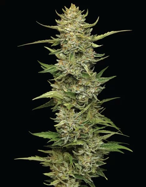 California Sour Diesel > Humboldt Seeds Company | Graines Féminisées  |  Sativa