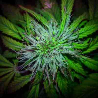 Californian Snow > Fast Buds Company | Autoflowering Cannabis   |  Hybrid