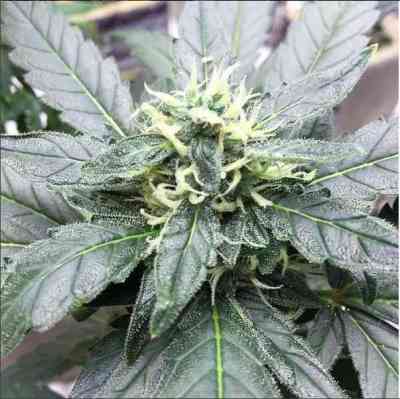 Californian Snow > Fast Buds Company | Semillas de marihuana autoflorecientes  |  Híbrido
