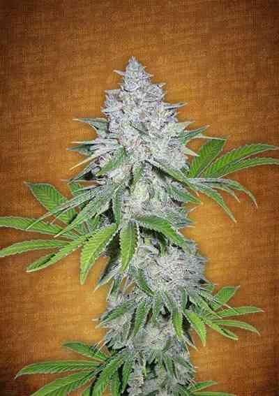 Californian Snow > Fast Buds Company | Autoflowering Cannabis   |  Hybrid