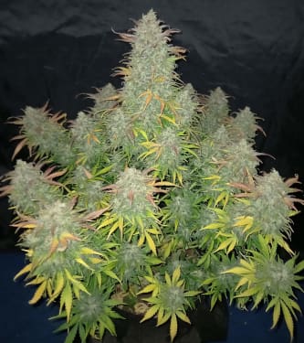 Californian Snow > Fast Buds Company | Semillas autoflorecientes  |  Híbrido