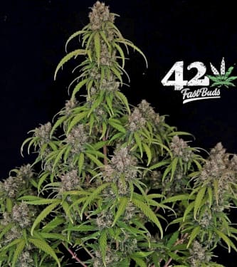 Californian Snow > Fast Buds Company | Autoflowering Cannabis   |  Hybrid