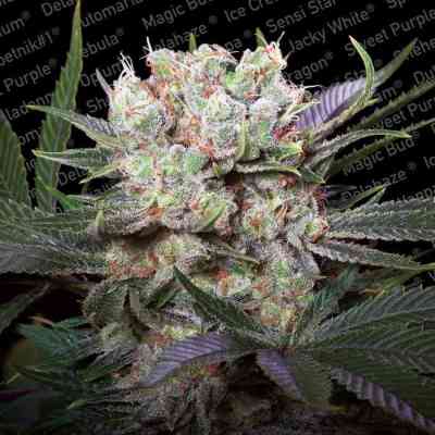 Californian Gold Seed > Paradise Seeds