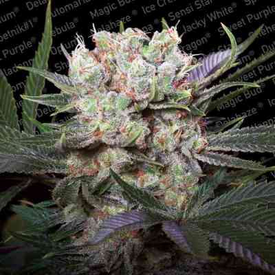 Californian Gold Seed > Paradise Seeds | Feminized Marijuana   |  Indica