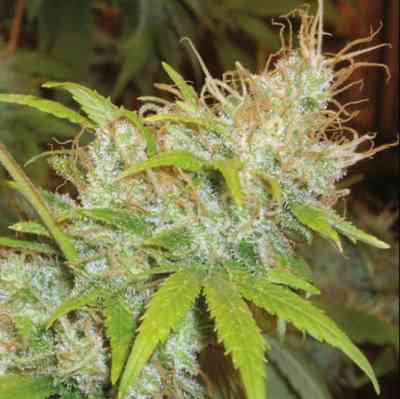Californian Orange Seed > Homegrown Fantaseeds | Regular Marijuana   |  Hybrid