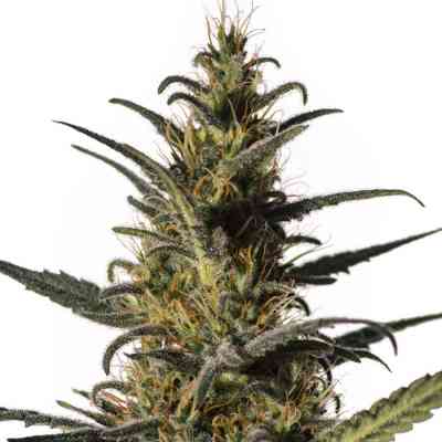 Candida > Medical Marijuana Genetics | Feminized Marijuana   |  Sativa