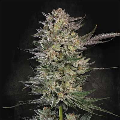 Candy Breath > Paradise Seeds | Feminisierte Hanfsamen  |  Hybrid