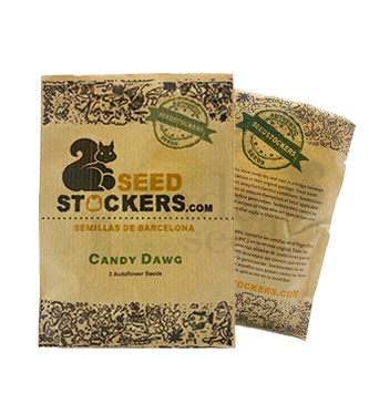 Candy Dawg Autoflower > Seed Stockers | Autoflowering Hanfsamen  |  Indica