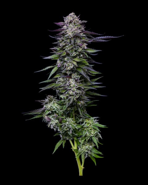 Candy Hustle Samen > Humboldt Seed Company | Feminisierte Hanfsamen  |  Indica