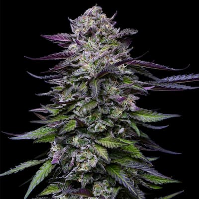 Candy Hustle 4