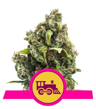 Candy Kush Express > Royal Queen Seeds | Semillas feminizadas  |  Híbrido