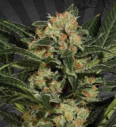 Candy Kush > Auto Seeds | Semillas autoflorecientes  |  Híbrido