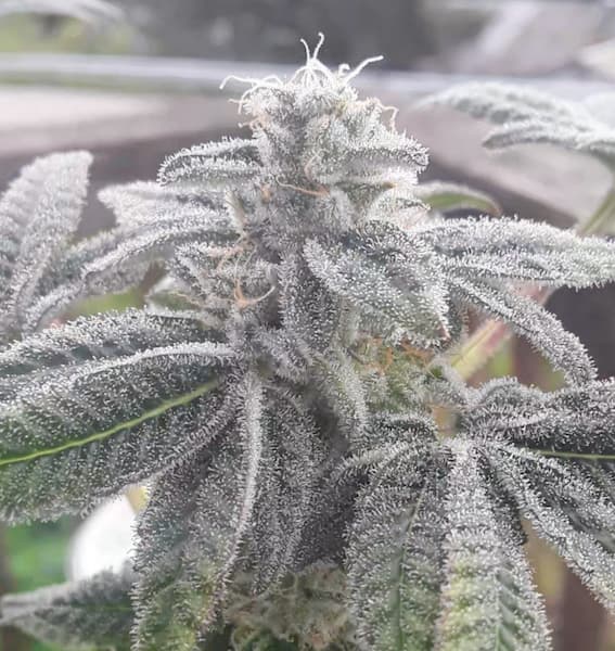 Candy Roll graines > Elev8 Seeds | Graines Féminisées  |  Hybride