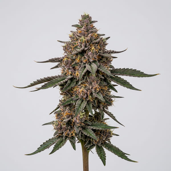 Candy Zour Seed > Mamiko Seeds | Regular Cannabis   |  Hybrid