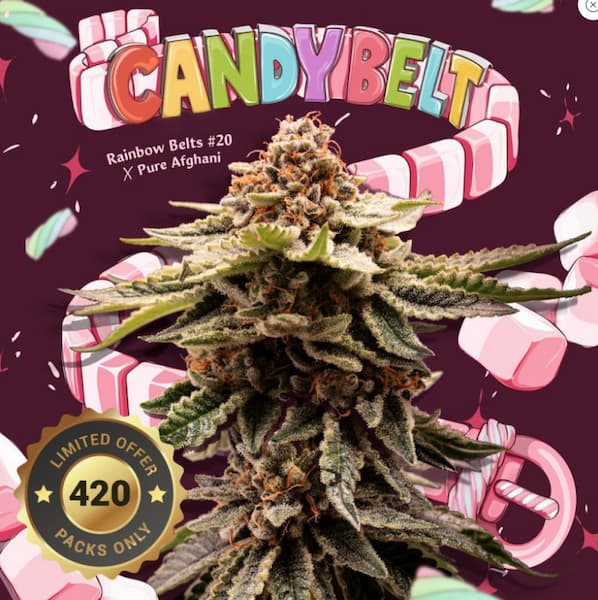 CandyBelt graines > T.H. Seeds | Graines Féminisées  |  Hybride