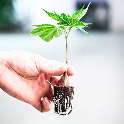 Ein Cannabis-Steckling der in der Hand gehalten. Er ist gesund und hat starkes Wachstumspotenzial.