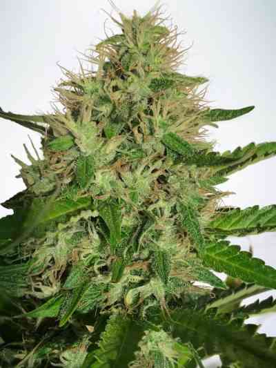 Cannabis Light Seed > Ministry of Cannabis | CBD cannabis seeds  |  Sativa