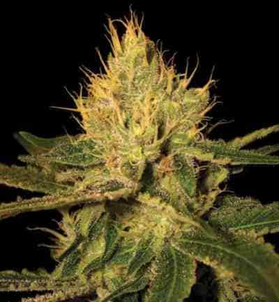 Cannalope Haze > DNA Genetics | Semillas feminizadas  |  Sativa