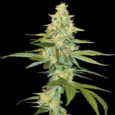 Cannalope Kush > DNA Genetics | Semillas feminizadas  |  Sativa