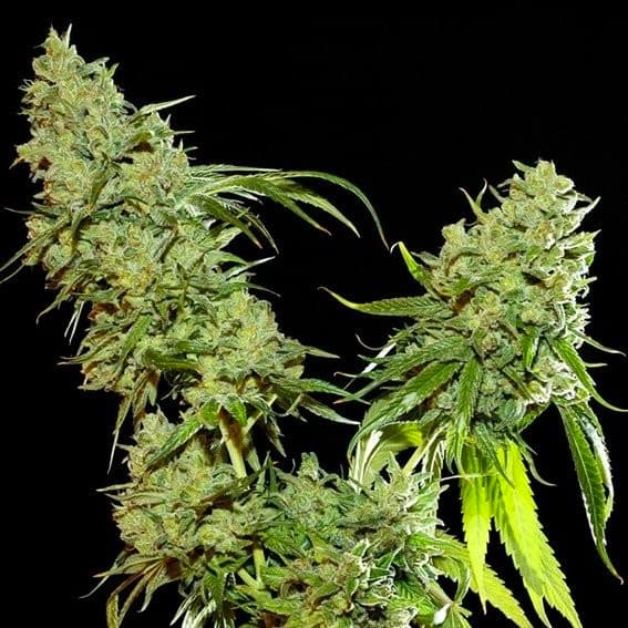 Cannatonic CBD+ > CBD+ Buds | CBD cannabis seeds  |  Hybrid