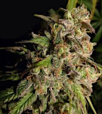 Cannatonic > Resin Seeds | Feminisierte Hanfsamen  |  Hybrid