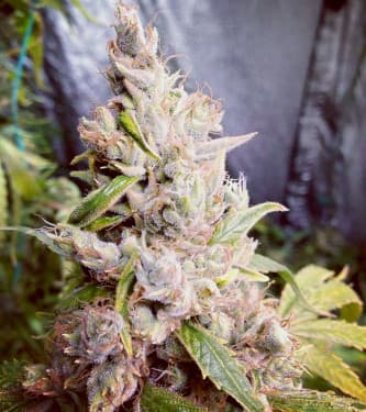 Cannatonic > Resin Seeds | Feminisierte Hanfsamen  |  Hybrid