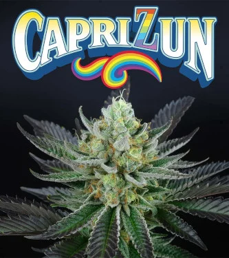 Capri Zun > Perfect Tree | Feminized Marijuana   |  hybrid