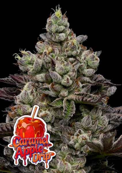 Caramel Apple Drip Samen > Anesia Seeds | Feminisierte Hanfsamen  |  Indica