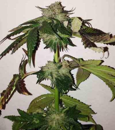 Caramel Kush > 00 Seeds Bank | Semillas feminizadas  |  Índica