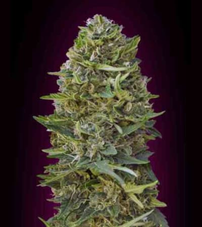 Caramel Kush > 00 Seeds Bank | Semillas feminizadas  |  Índica